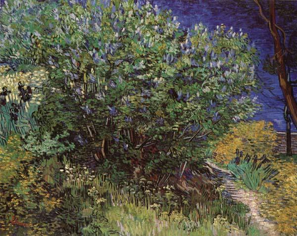 Vincent Van Gogh Bushes